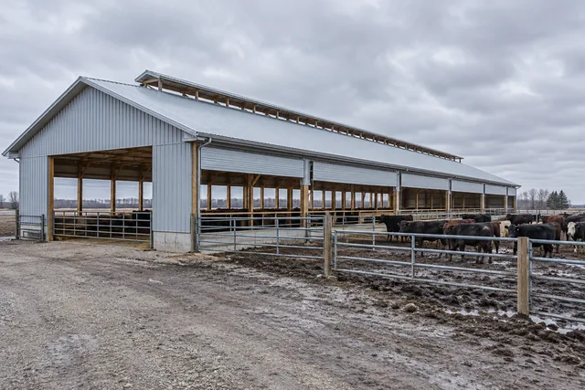 Post-frame livestock barn with open sidewall and ridge vent beside a cattle lot in Cass County
